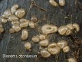 Dianema depressum-amf2246-1
